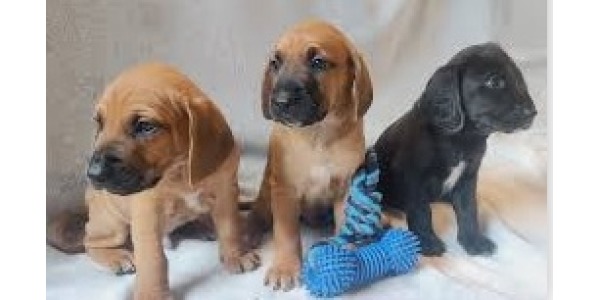 Wizyta naszych wolontariuszy w schronisku dla zwierząt KUNDELEK!